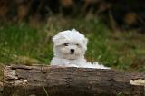 BICHON MALTAIS 160